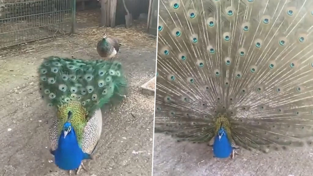 मोर ने पंख फैलाकर किया ऐसा डांस कि देखते रह जाएंगे आप, मनमोहक वीडियो हुआ वायरल (Watch Viral Video)
