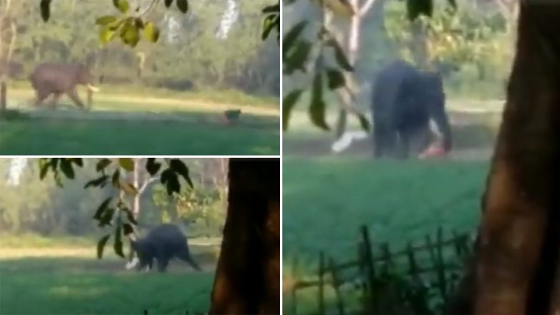 Assam: जंगली हाथी ने शख्स का पीछा करते हुए किया हमला, देखें दिल दहला देने वाला वीडियो