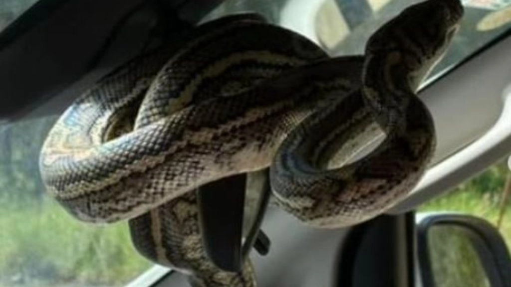 कार के भीतर शीशे से लिपटा दिखा विशालकाय अजगर, गाड़ी में बैठते ही हुए कुंडली मारकर बैठे सांप के देख उड़े परिवार के होश