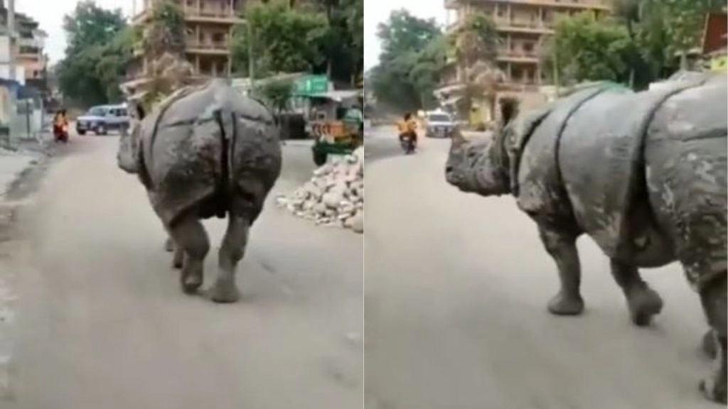 जंगल से निकलकर सड़क पर टहलते गैंडे को देख लोगों के उड़े होश, हैरान करने वाला वीडियो हुआ वायरल