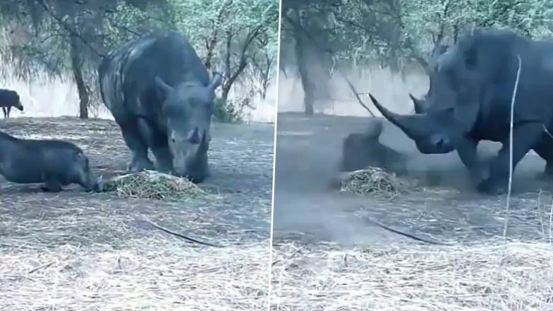 जंगली सुअर ने की गैंडे का खाना खाने की गुस्ताखी, फिर उसके साथ जो हुआ... Viral Video देख दंग रह जाएंगे आप