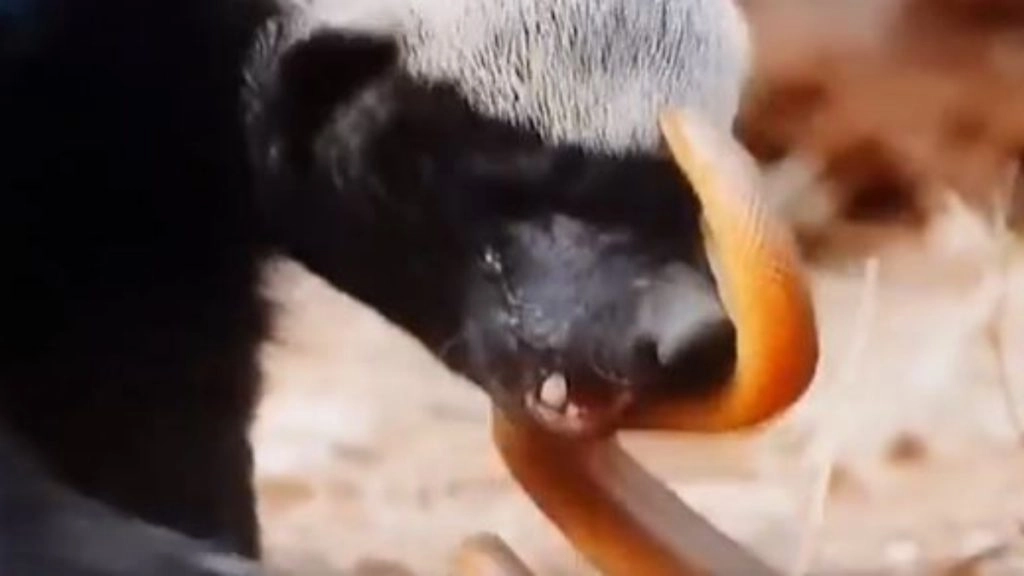 जब दुनिया के सबसे खूंखार जीव हनी बेजर से भिड़ गया जहरीला सांप, Viral Video में देखें क्या हुआ इस लड़ाई का अंजाम