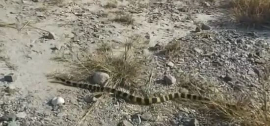 जंगल में घूमते सुंदर सांप का वीडियो हुआ वायरल, उसकी खूबसूरती ने जीता सोशल मीडिया यूजर्स का दिल
