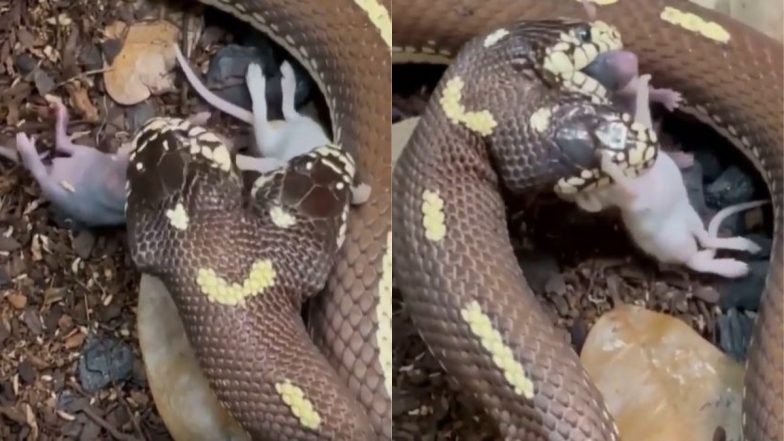 Snake Viral Video: दो मुंह वाले दुर्लभ सांप ने एक साथ दो शिकार पर किया अटैक, वायरल वीडियो देख आप भी हो जाएंगे हैरान