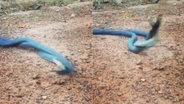 Snake Viral Video: नाग-नागिन के डांस का जबरदस्त वीडियो हुआ वायरल, एक-दूसरे से कुछ इस तरह से प्यार करते आए नजर