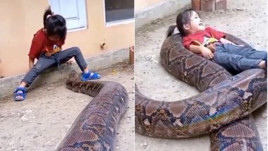 Python Viral Video: जब नन्ही सी लड़की ने रोका विशालकाय अजगर का रास्ता, फिर जो हुआ… वायरल वीडियो देख दंग रह जाएंगे आप
