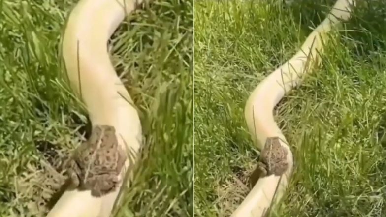 Python & Frog Viral Video: विशालकाय अजगर बैठकर नन्हे मेंढक ने की सवारी, हैरान करने वाला वीडियो हुआ वायरल