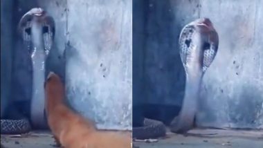 किंग कोबरा का शिकार करने के लिए उस पर टूट पड़ा नेवला, लेकिन नागराज ने किया कुछ ऐसा कि शिकारी खुद हुआ भागने पर मजबूर (Watch Viral Video)