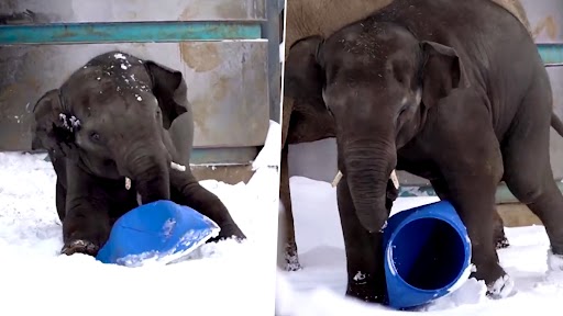 Viral Video: बेबी एलिफेंट का अपने भाई- बहनों के साथ बर्फ में खेलते हुए क्लिप वायरल, क्यूट वीडियो देख बन जाएगा दिन