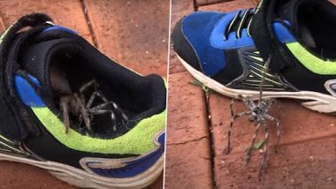 Viral Video: जूते के अंदर छिपकर बैठी थी विशालकाय ब्लैक मकड़ी, वीडियो देख दहल जाएगा दिल