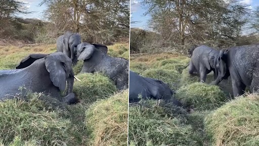 Viral Video: हाथी के बच्चे ने बड़ी ही विनम्रता से दिया धक्का, मनमोहक वीडियो हुआ वायरल