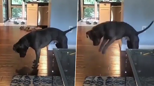 Viral Video: अपनी परछाई से खेलते हुए डॉग का क्लिप वायरल, क्यूट वीडियो देख बन जाएगा दिन