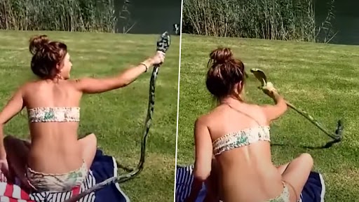 Snake Video: सनबाथ ले रही महिला पर अचानक किंग कोबरा ने कर दिया हमला, उसके बाद जो हुआ...देखें भयानक वीडियो