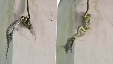 Snake And Lizard Fight: दो मॉनिटर छिपकली और सांप के बीच हुई जानलेवा लड़ाई, विशाल लिज़र्ड ऐसे की कुटाई