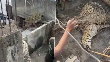 Leopard Video: अहमदनगर के रिहायशी इलाके में घुसकर तेंदुए मचाया था आतंक, घंटों मशक्कत के बाद किया रेस्क्यू