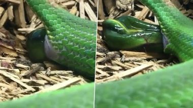 Snake Gave Birth to a Child: विशाल मादा सांप का बच्चे को जन्म देते हुए दुर्लभ क्लिप हुआ वायरल, Watch Video