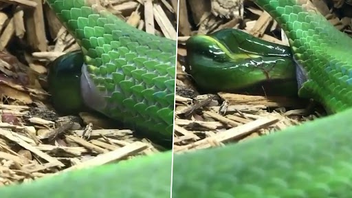 Snake Gave Birth to a Child: विशाल मादा सांप का बच्चे को जन्म देते हुए दुर्लभ क्लिप हुआ वायरल, Watch Video