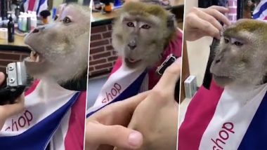 Viral Video: दाढ़ी बनवाने के लिए बंदर पहुंचा नाई के पास, शेव कराते हुए वीडियो हुआ वायरल