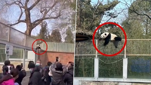  विशाल पांडा बीजिंग चिड़ियाघर से भाग निकला, दोपहर के खाने के लालच में वापस लाया गया, देखें वीडियो