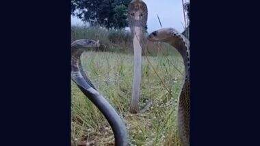 Snake Video: तीन किंग कोबरा के बीच चल रही मीटिंग का क्लिप हुआ वायरल, वीडियो देख लोगों ने कहा गंभीर चर्चा चल रही है