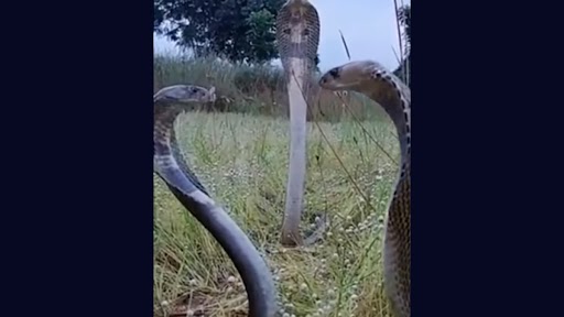 Snake Video: तीन किंग कोबरा के बीच चल रही मीटिंग का क्लिप हुआ वायरल, वीडियो देख लोगों ने कहा गंभीर चर्चा चल रही है