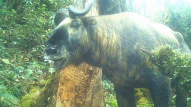 Rare Mammal Takin: अरुणाचल प्रदेश के जंगलों में देखा गया दुर्लभ स्तनपायी टाकिन, पहला कैमरा ट्रैप पिक जारी
