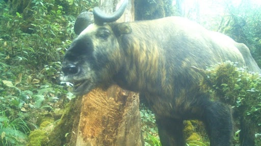 अरुणाचल प्रदेश के जंगलों में देखा गया दुर्लभ स्तनपायी टाकिन, पहला कैमरा ट्रैप पिक जारी