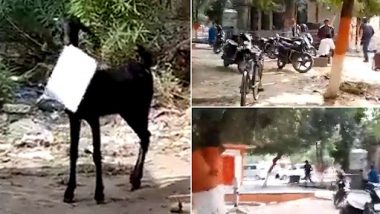 Viral Video: कानपुर के सरकारी दफ्तर से कागज लेकर बकरी फरार, 'अरे यार दे दे' कह कर पीछे भागते कर्मचारी का वीडियो वायरल