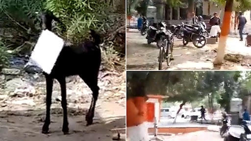 कानपुर के सरकारी दफ्तर से कागज लेकर बकरी फरार, 'अरे यार दे दे' कह कर पीछे भागते कर्मचारी का वीडियो वायरल