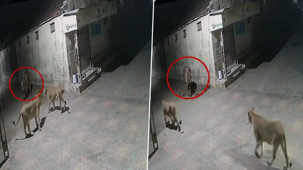 जब शिकार के इरादे से बैल पर टूट पड़ी दो शेरनिया, CCTV कैमरे में कैद हुआ हैरान करने वाला मंजर