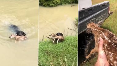 Viral Video: बहादुर कुत्ते ने नदी में कुद कर बचाई हिरण की जान, वीडियों देखकर दंग रह गए लोग
