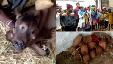 Chhattisgarh: गाय ने तीन आंखों वाले बछड़े को दिया जन्म, देखने के लिए ग्रामीणों की जुटी भीड़, लोग भगवान शिव का रुप मानकर पूजा भी कर रहे हैं (Watch Pics)
