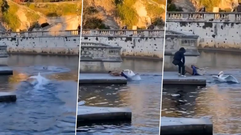 शख्स ने लगाई पानी में छलांग तो हंस ने उसके साथ किया कुछ ऐसा... Viral Video देख हंसते-हंसते लोटपोट हो जाएंगे आप