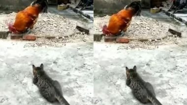 बड़े मुर्गे पर अटैक करने के इरादे से उसके पास पहुंची बिल्ली मौसी, उसके बाद के नजारे को देख छूट जाएगी आपकी हंसी (Watch Viral Video)
