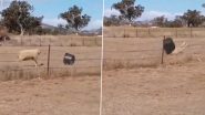Viral Video: बाड़े में टब के साथ जमकर मस्ती करते भेड़ का वीडियो हुआ वायरल, देखकर आप भी हंसी से हो जाएंगे लोटपोट