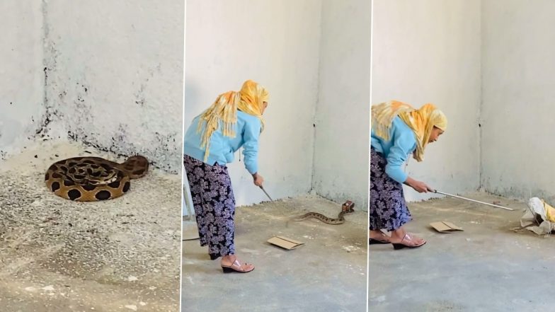 Snake Viral Video: महिला स्नैक कैचर ने जहरीले सांप को किया रेस्क्यू, वायरल वीडियो में देखें कैसे नागराज को किया काबू