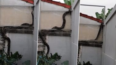 Snake Viral Video: दीवार पर चढ़ते हुए विशालकाय सांप का हैरान करने वाला वीडियो हुआ वायरल, आप भी रह जाएंगे दंग