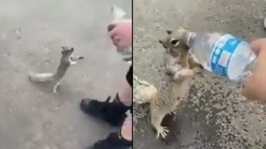 शख्स के हाथ में बोतल देखकर जब पानी मांगने लगी प्यासी गिलहरी, भावुक करने वाला यह वीडियो हुआ वायरल (Watch Viral Video)