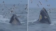 Shocking Video: पानी को चीरते हुए निकली व्हेल मछली को देख समंदर के ऊपर मंडराते पक्षियों का हुआ ये हाल, वीडियो देख दंग रह जाएंगे आप