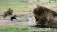 Viral Video: शिकार करने के इरादे से शेर ने किया लकड़बग्घे पर हमला, फिर जो हुआ... देखकर हैरत में पड़ जाएंगे आप