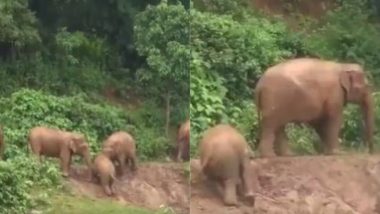 ऊपर चढ़ते समय फिसलकर नीचे गिरा नन्हा हाथी, फिर मां हथिनी और मौसी ने ऐसे की इसकी मदद (Watch Viral Video)