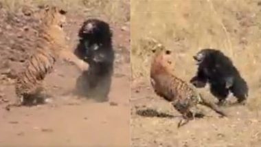 Viral Video: जब भालू और बाघ के बीच हुई जबरदस्त लड़ाई, देखें इस खूनी जंग का क्या हुआ अंजाम