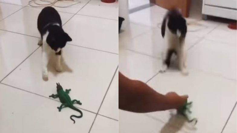 Cat Viral Video: नकली छिपकली को असली समझने वाली बिल्ली का डर के मारे हुआ बुरा हाल, वीडियो देख चेहरे पर आ जाएगी मुस्कान