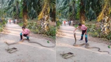 विशालकाय किंग कोबरा को पकड़ने की कोशिश कर रहा था शख्स, तभी नागराज ने फन फैलाकर किया कुछ ऐसा... (Watch Viral Video)