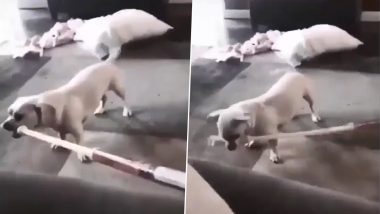 जब कुत्ते को आया गुस्सा, डंडा लेकर पहुंचा लड़की के पास और कर दी उसकी पिटाई, Viral Video देख हैरान हो जाएंगे आप