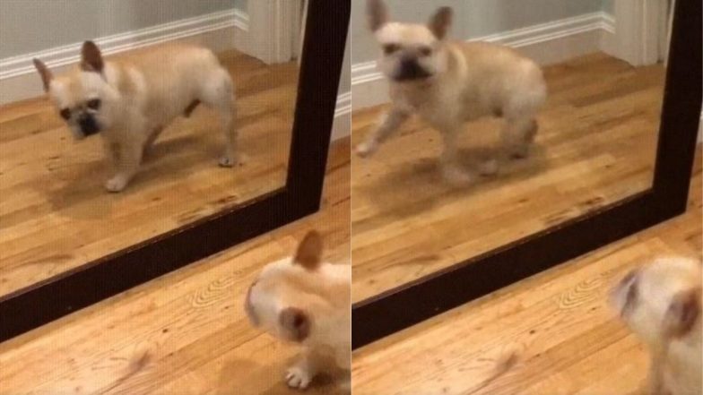 Dog Funny Video: शीशे में खुद को देखकर घबराए कुत्ते ने लगा ली दौड़, वायरल वीडियो देख ठहाके लगाकर हंस पड़ेंगे आप