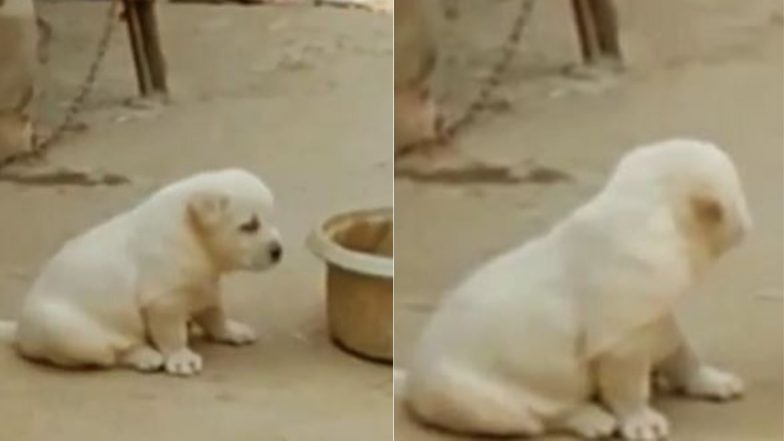 भौंकना छोड़कर मुर्गे की तरह बांग देने लगा कुत्ता, लोगों ने बताया इसे संगत का असर (Watch Viral Video)