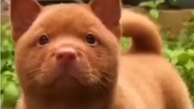 वायरल हो रहे इस जानवर के वीडियो को देख कन्फ्यूज हुए लोग, बोले- ये कुत्ता है या बिल्ली, पहचानना है मुश्किल (Watch Viral Video)