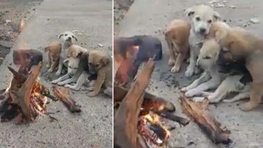 सर्दी का सितम! ठंड से ठिठुर रहे थे कई कुत्ते, अलाव के सामने बैठे तब जाकर मिली थोड़ी राहत (Watch Viral Video)