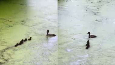 Viral Video: मां की निगरानी में पानी के भीतर लुकाछुपी का खेल सीखते दिखे नन्हे बत्तख, मनमोहक वीडियो हुआ वायरल